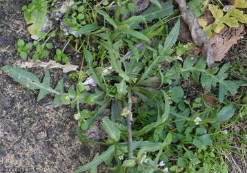 Shepherd's-purse type 45