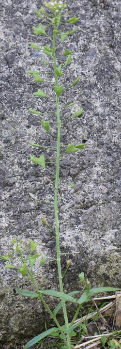 Shepherd's-purse type 45