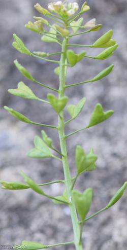 Shepherd's-purse type 45