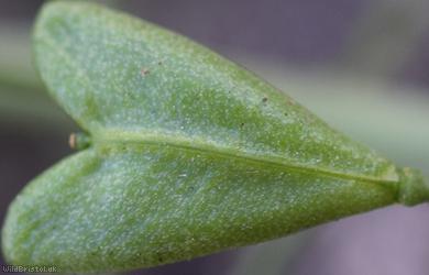 Shepherd's-purse type 45