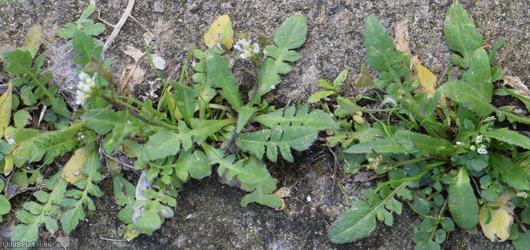 Shepherd's-purse type 46