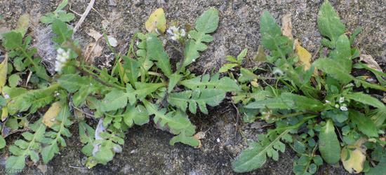 Shepherd's-purse type 46