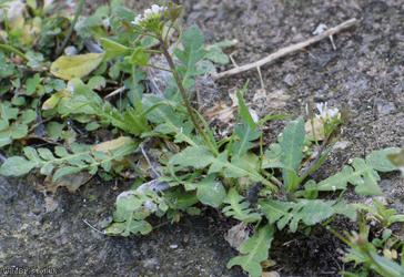 Shepherd's-purse type 46