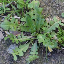 Shepherd's-purse type 46