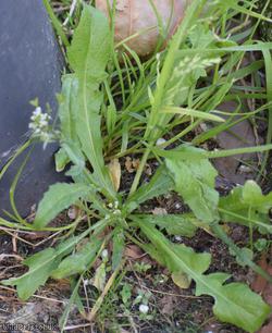 image for Shepherd's-purse type 47