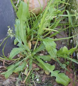 Shepherd's-purse type 47