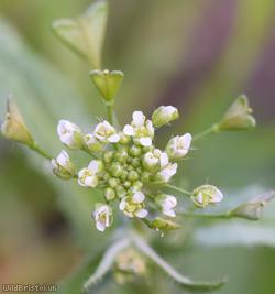 Shepherd's-purse type 47