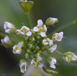 Shepherd's-purse type 47