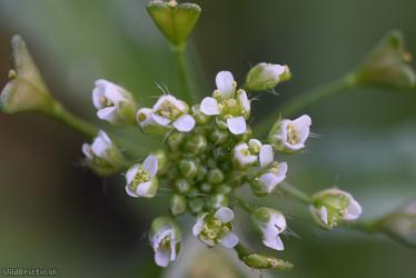 Shepherd's-purse type 47