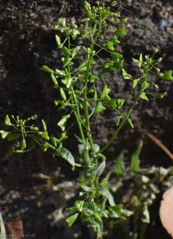 image for Shepherd's-purse type 49