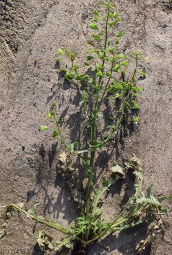 Shepherd's-purse type 49