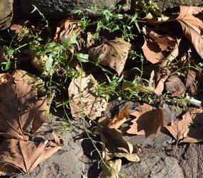 Shepherd's-purse type 49