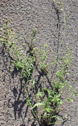 Shepherd's-purse type 49