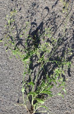 Shepherd's-purse type 49