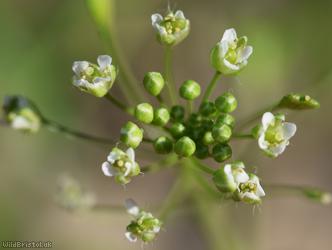 Shepherd's-purse type 49