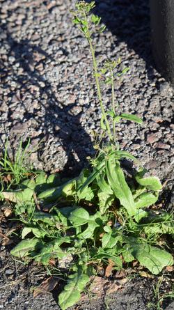 image for Shepherd's-purse type 51