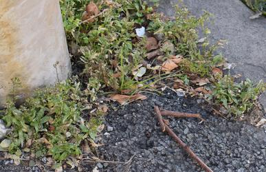 Shepherd's-purse type 19