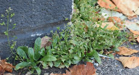 Shepherd's-purse type 50