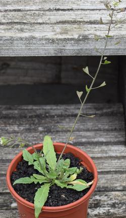 Shepherd's-purse type 42