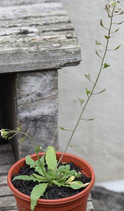 Shepherd's-purse type 42