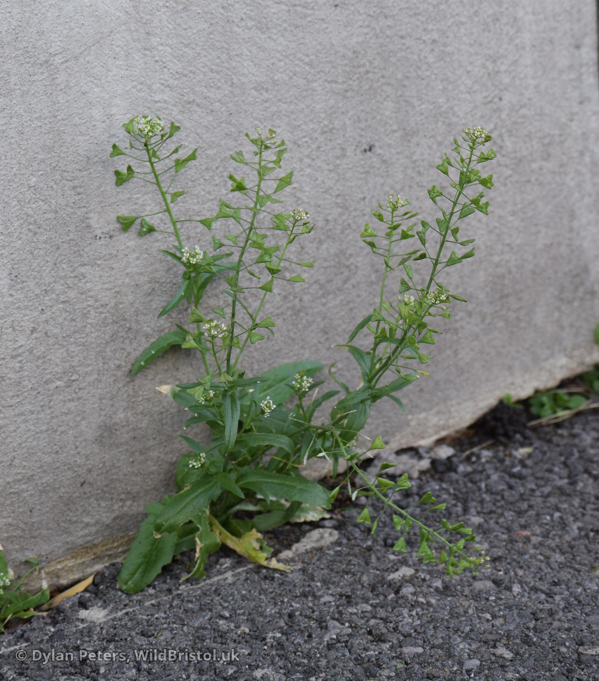 *Capsella bursa-pastoris* type 1
