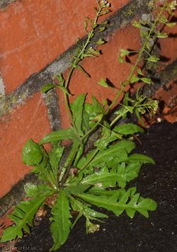 image for Shepherd's-purse type 52