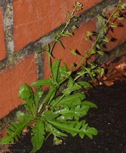 Shepherd's-purse type 52