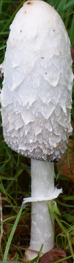 Shaggy Inkcap