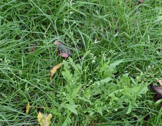 Shepherd's-purse type 41