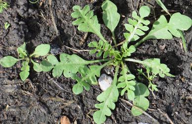 Shepherd's-purse type 41