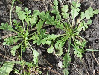 Shepherd's-purse type 41