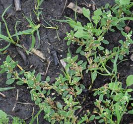 Equal-leaved Knotgrass