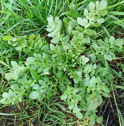 Shepherd's-purse type 41