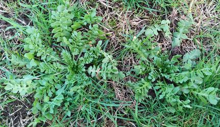 Shepherd's-purse type 41