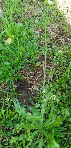 Shepherd's-purse type 4