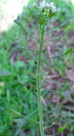 Shepherd's-purse type 4