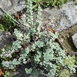 image for Eastern Cat-mint