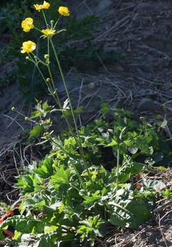 image for Meadow Buttercup