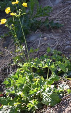 Meadow Buttercup