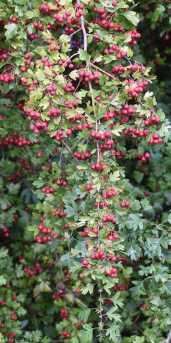 Common Hawthorn type 17