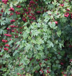 Common Hawthorn type 17