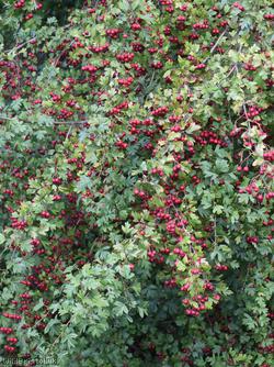 Common Hawthorn type 17