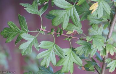 Common Hawthorn type 17