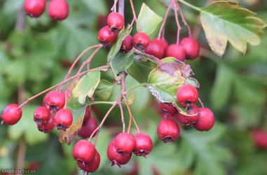 Common Hawthorn type 17