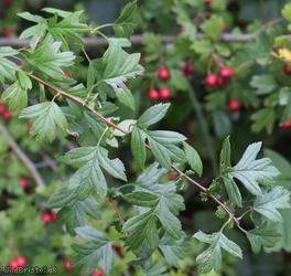 Common Hawthorn type 17