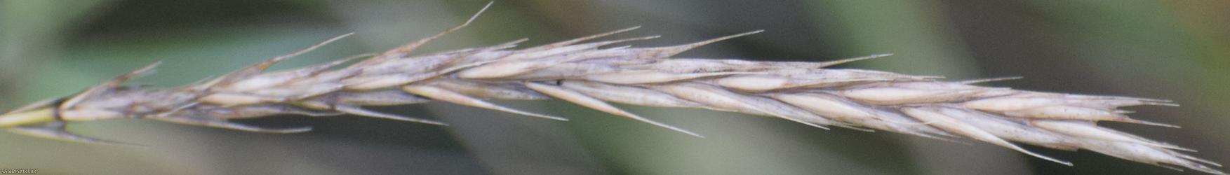 Common Couch x Meadow Barley