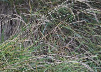 Common Couch x Meadow Barley