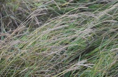 Common Couch x Meadow Barley