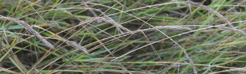 Common Couch x Meadow Barley