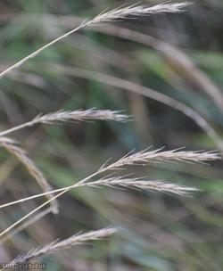 Common Couch x Meadow Barley